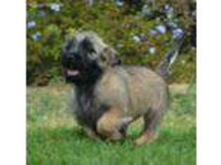 Cairn Terrier Puppy for sale in Aguanga, CA, USA