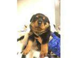 Rottweiler Puppy for sale in Columbus, GA, USA