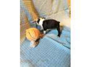 Boston Terrier Puppy for sale in Pemaquid, ME, USA