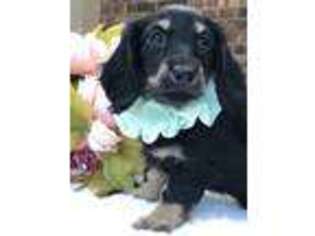Dachshund Puppy for sale in Noble, OK, USA