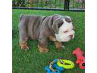 Bulldog Puppy for sale in Keystone Heights, FL, USA