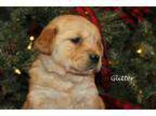 Golden Retriever Puppy for sale in Cherry Valley, IL, USA