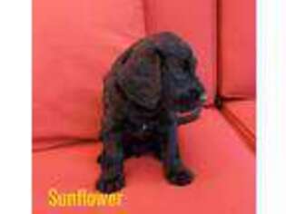 Labradoodle Puppy for sale in Boise, ID, USA