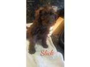 Schnoodle (Standard) Puppy for sale in North Brunswick, NJ, USA