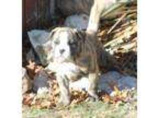 Olde English Bulldogge Puppy for sale in GRAND RAPIDS, MI, USA