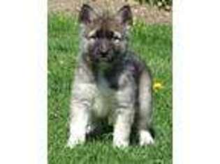Akita Puppy for sale in Greens Fork, IN, USA