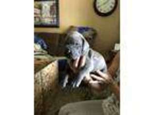 Great Dane Puppy for sale in Warren, MI, USA