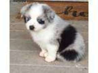 Miniature Australian Shepherd Puppy for sale in Fort Cobb, OK, USA