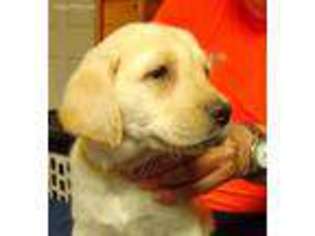 Labrador Retriever Puppy for sale in Stephentown, NY, USA