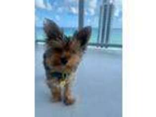 Yorkshire Terrier Puppy for sale in Hiddenite, NC, USA