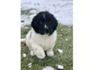 Newfoundland Puppy for sale in Menomonie, WI, USA