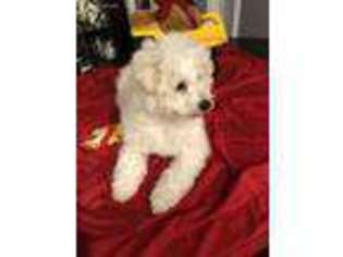 Bichon Frise Puppy for sale in Lexington, SC, USA
