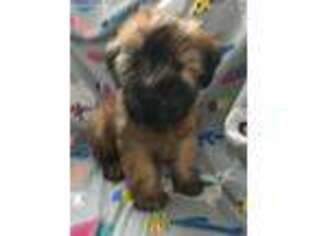 Soft Coated Wheaten Terrier Puppy for sale in Macomb, IL, USA