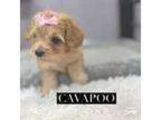 Cavapoo Puppy for sale in Arley, AL, USA