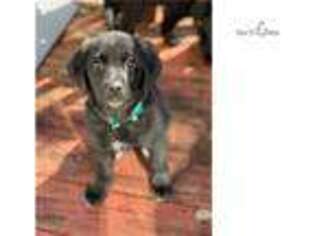 Shepadoodle Puppy for sale in Richmond, VA, USA