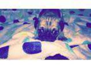 Pug Puppy for sale in Freeport, IL, USA