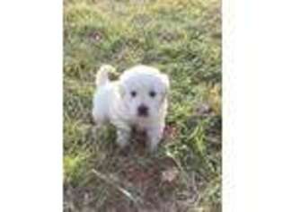 Mutt Puppy for sale in Bethel, OH, USA