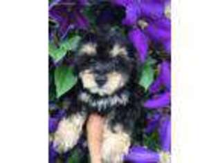 Yorkshire Terrier Puppy for sale in RICHMOND, MO, USA