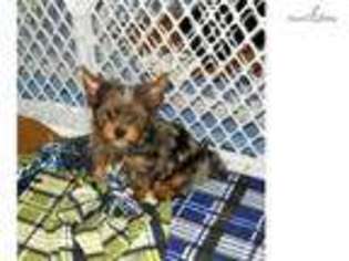 Yorkshire Terrier Puppy for sale in Kalispell, MT, USA