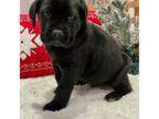 Cane Corso Puppy for sale in Reinholds, PA, USA