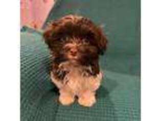 Havanese Puppy for sale in Cincinnati, OH, USA