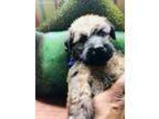 Soft Coated Wheaten Terrier Puppy for sale in Summerville, SC, USA