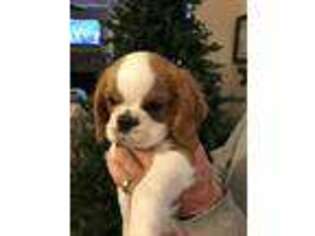 Cavalier King Charles Spaniel Puppy for sale in Smyrna, GA, USA