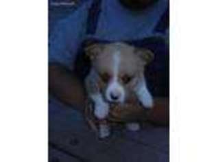 Pembroke Welsh Corgi Puppy for sale in Shullsburg, WI, USA