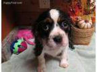 Cavalier King Charles Spaniel Puppy for sale in Newberry, IN, USA