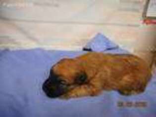 Soft Coated Wheaten Terrier Puppy for sale in Lucas, IA, USA