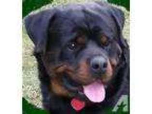 Rottweiler Puppy for sale in GREENUP, KY, USA