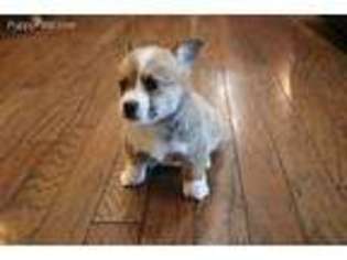 Pembroke Welsh Corgi Puppy for sale in Farmington, AR, USA