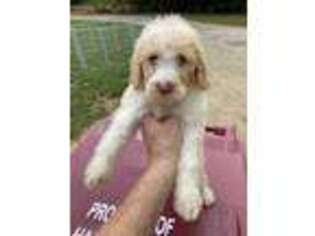 Goldendoodle Puppy for sale in Hamilton, AL, USA