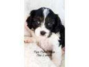 Cavapoo Puppy for sale in Bunker Hill, IN, USA