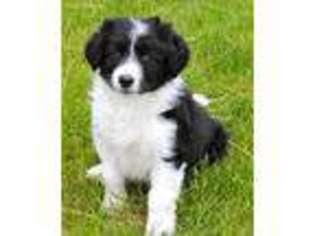 Border Collie Puppy for sale in Traer, IA, USA