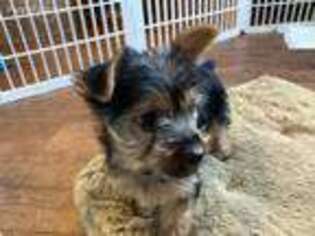 Silky Terrier Puppy for sale in Weatherford, OK, USA
