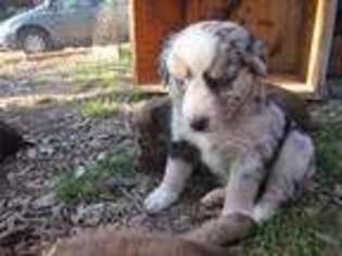 Australian Shepherd Puppy for sale in Albemarle, NC, USA