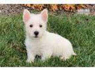 West Highland White Terrier Puppy for sale in South Bend, IN, USA