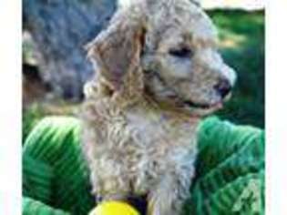 Mutt Puppy for sale in AMERICAN FORK, UT, USA