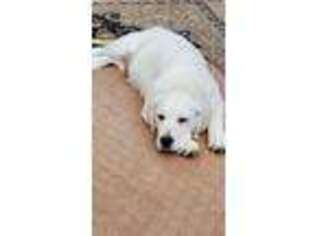 Mutt Puppy for sale in Orem, UT, USA