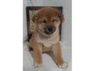 Shiba Inu Puppy for sale in Grabill, IN, USA