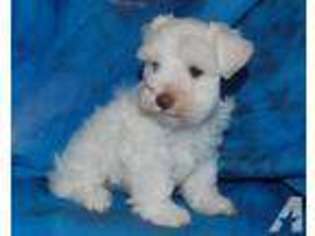 Mutt Puppy for sale in LEONARDTOWN, MD, USA