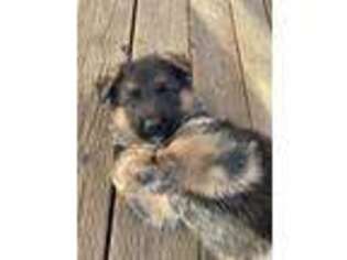 German Shepherd Dog Puppy for sale in Beaumont, CA, USA