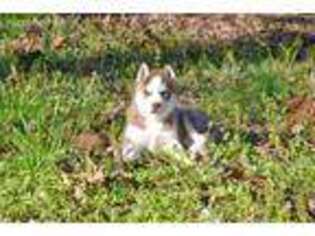 Siberian Husky Puppy for sale in West Plains, MO, USA