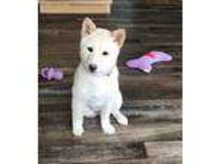 Shiba Inu Puppy for sale in Joplin, MO, USA