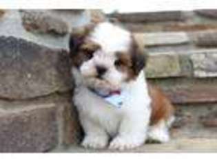 Mutt Puppy for sale in Center Ridge, AR, USA