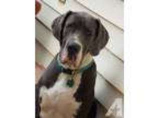 Great Dane Puppy for sale in BELLVILLE, OH, USA