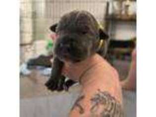 Cane Corso Puppy for sale in Visalia, CA, USA