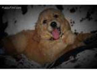 Golden Retriever Puppy for sale in Bromide, OK, USA