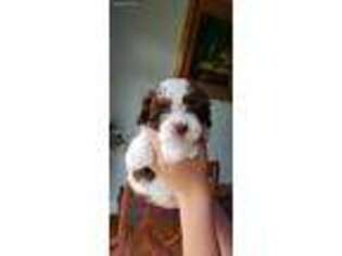 Havanese Puppy for sale in Statesville, NC, USA